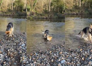 Video: Dog Lets Out Happy Noises While Playing With Rocks