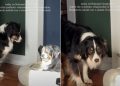 Video of Dog Siblings Bonding Over a Chunk of Ice Is Everything