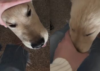 Golden Retriever Pup Goes Viral for ‘Post Nap Seal’ Look