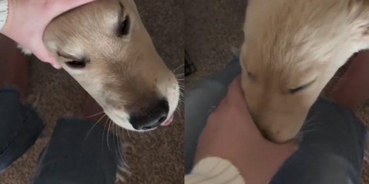 Golden Retriever Pup Goes Viral for ‘Post Nap Seal’ Look