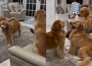 Video: Golden Retriever Mom’s Aggressive Zoomies Stopped by Her Daughter