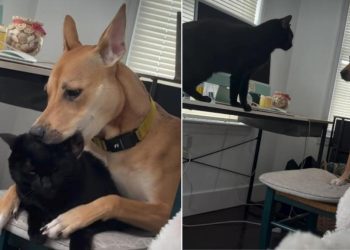 Video: Dog & Cat’s Bonding Time Ends in an Unexpected Twist