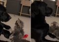 Dog Tries to Avoid Cat’s ‘Love Nibbles,’ but Eventually Gives In