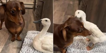 Video: Dog’s Favorite Thing to Do Is Annoy the Duck