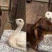 Video: Dog’s Favorite Thing to Do Is Annoy the Duck