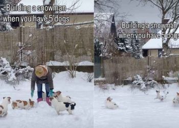 Video: What It’s Like to Build a Snowman With 5 Dogs Around