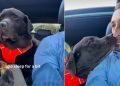 Video: Labrador Wants to Be Next to Dad While He Drives