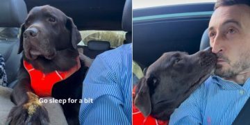 Video: Labrador Wants to Be Next to Dad While He Drives