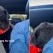 Video: Labrador Wants to Be Next to Dad While He Drives