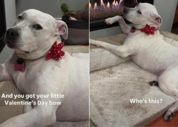 Dog Poses Like She Would for a Magazine in a Hilarious Video