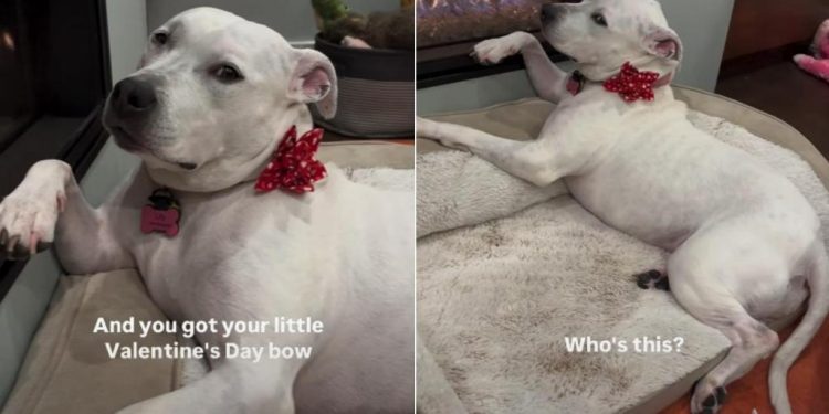 Dog Poses Like She Would for a Magazine in a Hilarious Video
