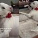 Dog Poses Like She Would for a Magazine in a Hilarious Video