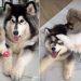 Video: Pomeranian’s Life Changes After Husky Sibling Arrives