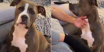 Dog Listens Closely When Dad Asks About Her ‘Boyfriend’