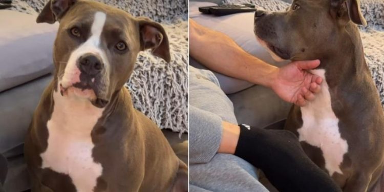 Dog Listens Closely When Dad Asks About Her ‘Boyfriend’