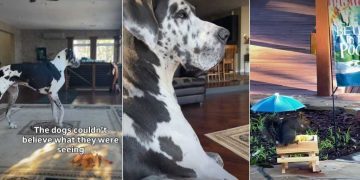 Video: Big Dogs Are So Surprised to See a Squirrel Eat