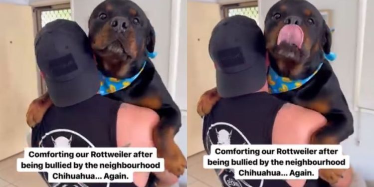 Video: Big Dog Needs Comforting After Being ‘Bullied’ by Chihuahua