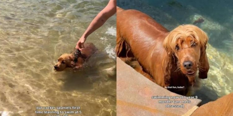 Video Shows How a Dog’s Swimming Style Has Changed Since He Was a Puppy