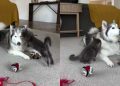 Husky Is a Gentle Big Brother to the Cat Every Time He Pounces