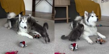 Husky Is a Gentle Big Brother to the Cat Every Time He Pounces