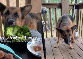 Video Shows Dog Being the Most Gentle Thief