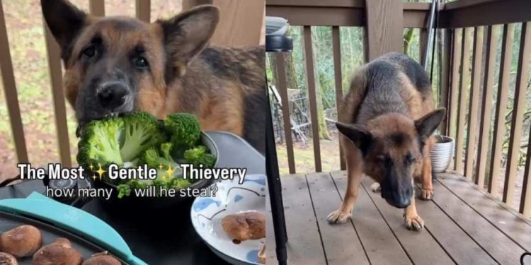Video Shows Dog Being the Most Gentle Thief