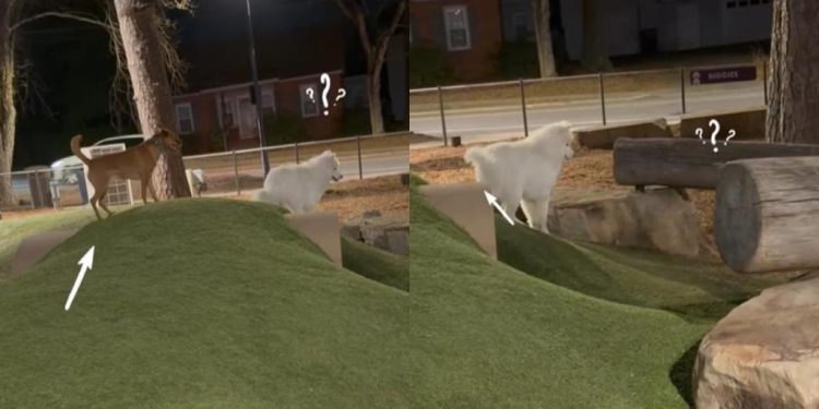 Video: Dogs Playing Chase End Up Losing & Finding Each Other