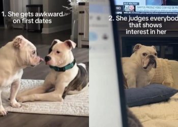 Video: English Bulldog Hasn’t Found Love Yet & Here’s Why