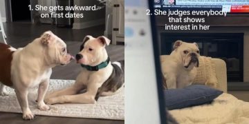 Video: English Bulldog Hasn’t Found Love Yet & Here’s Why