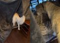 Golden Retriever Is Curious About Kids’ Homemade Fort in Adorable Video