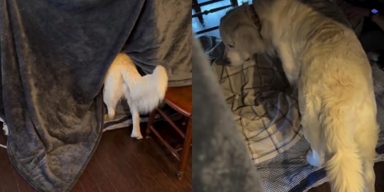 Golden Retriever Is Curious About Kids’ Homemade Fort in Adorable Video