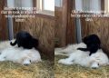 Guardian Dog Enjoys a Massage From Rescue Cat in Adorable Video