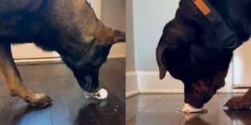 Video: 3 Dogs’ Reaction to Egg Is Strikingly Different