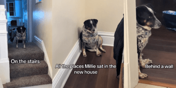 Video: Dog Makes Adorable Attempts to Adjust to New Home