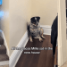 Video: Dog Makes Adorable Attempts to Adjust to New Home