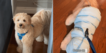 Video Shows Why Having a Dog is Like Raising a Toddler