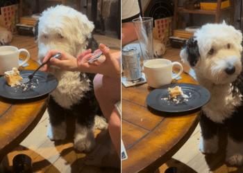 Dog Has Eyes Set on Cake in Funny Video