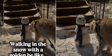 Video: Golden Retriever Steals Snowman’s Arm During Walk