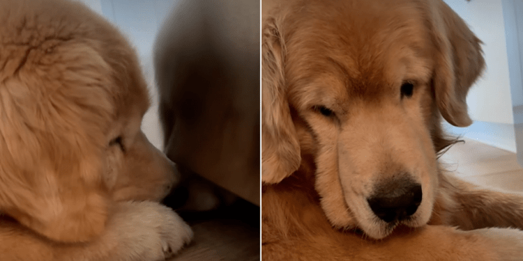 Golden Retriever Reacts to Finding Something He Can’t Have