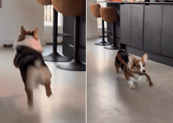 Video Shows Just How Much This Dog Loves Fetch