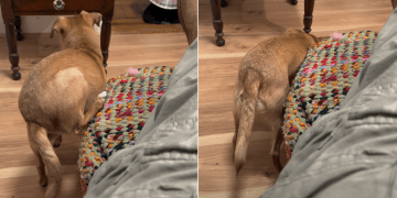 Video: Dog Reminds Owner Why She’s ‘Weird’