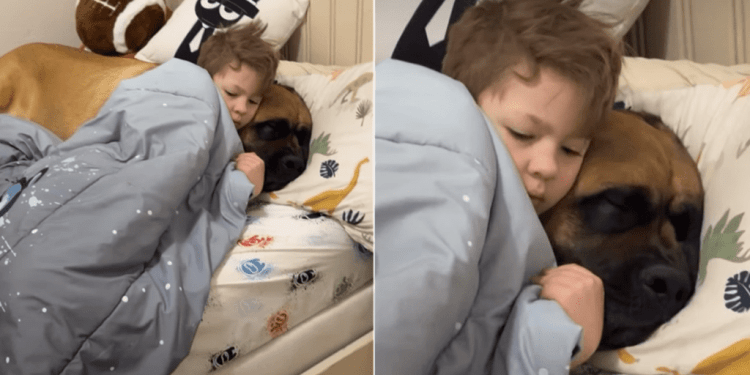 Big Dog & Tiny Human Share a Bed in Adorable Video