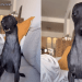 Dog Turns Into the Final Braincell in Hilarious Video