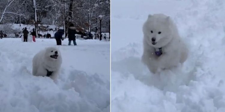 Video: New York Dog Loves Body-Slamming Owner During Blizzard