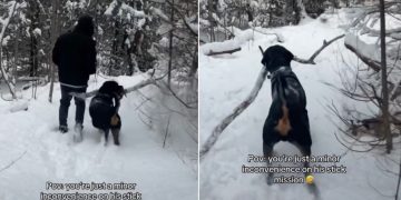 Video: Nothing Can Stop This Dog From Completing His ‘Stick Mission’
