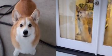 Video Captures How Different 2 Corgis Are From One Another