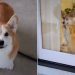 Video Captures How Different 2 Corgis Are From One Another