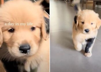 Video: Golden Retriever Puppy Goes Viral for His Unique Fur Design
