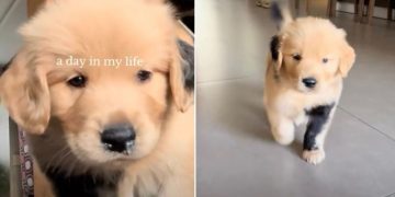 Video: Golden Retriever Puppy Goes Viral for His Unique Fur Design