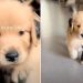 Video: Golden Retriever Puppy Goes Viral for His Unique Fur Design